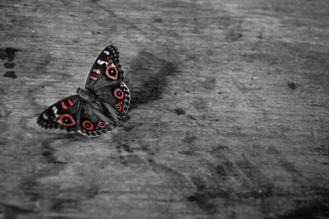 Meadow Argus – Twenty Five Years