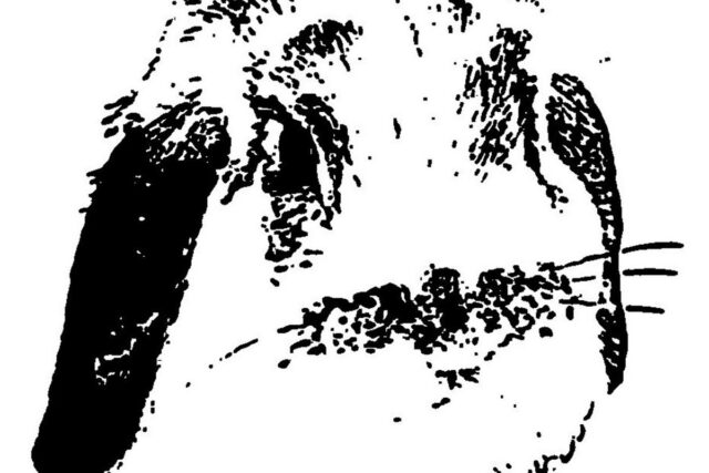 Ted Bunny – My Dear Darling