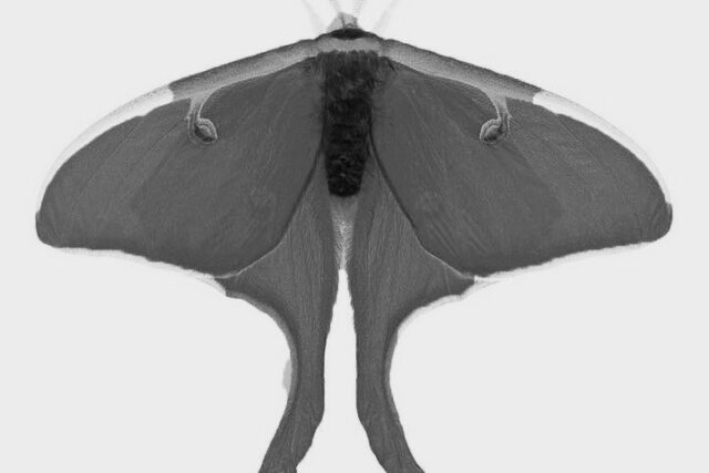 Night Moth – Horse