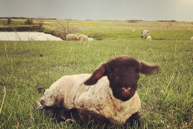 Dog Pops – Beige Hell